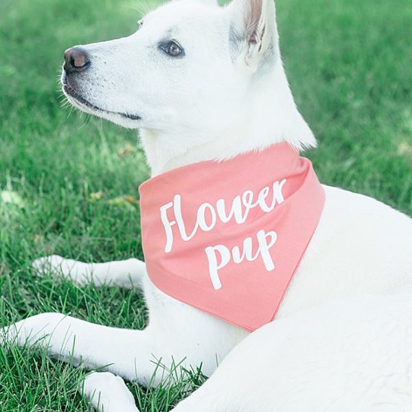 DIY No Sew “Dog of Honor” Bandanas